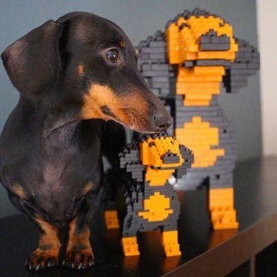Dachshund