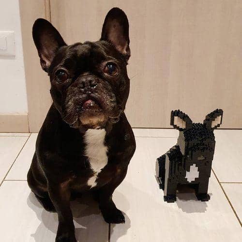 French Bulldog
