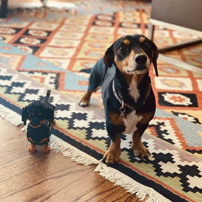 Dachshund