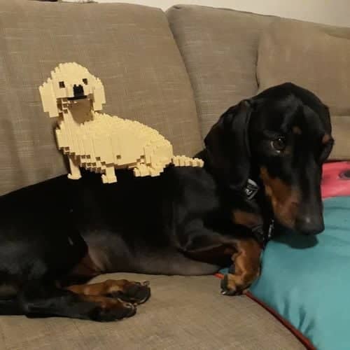 Dachshund
