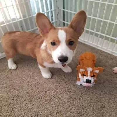 Welsh Corgi