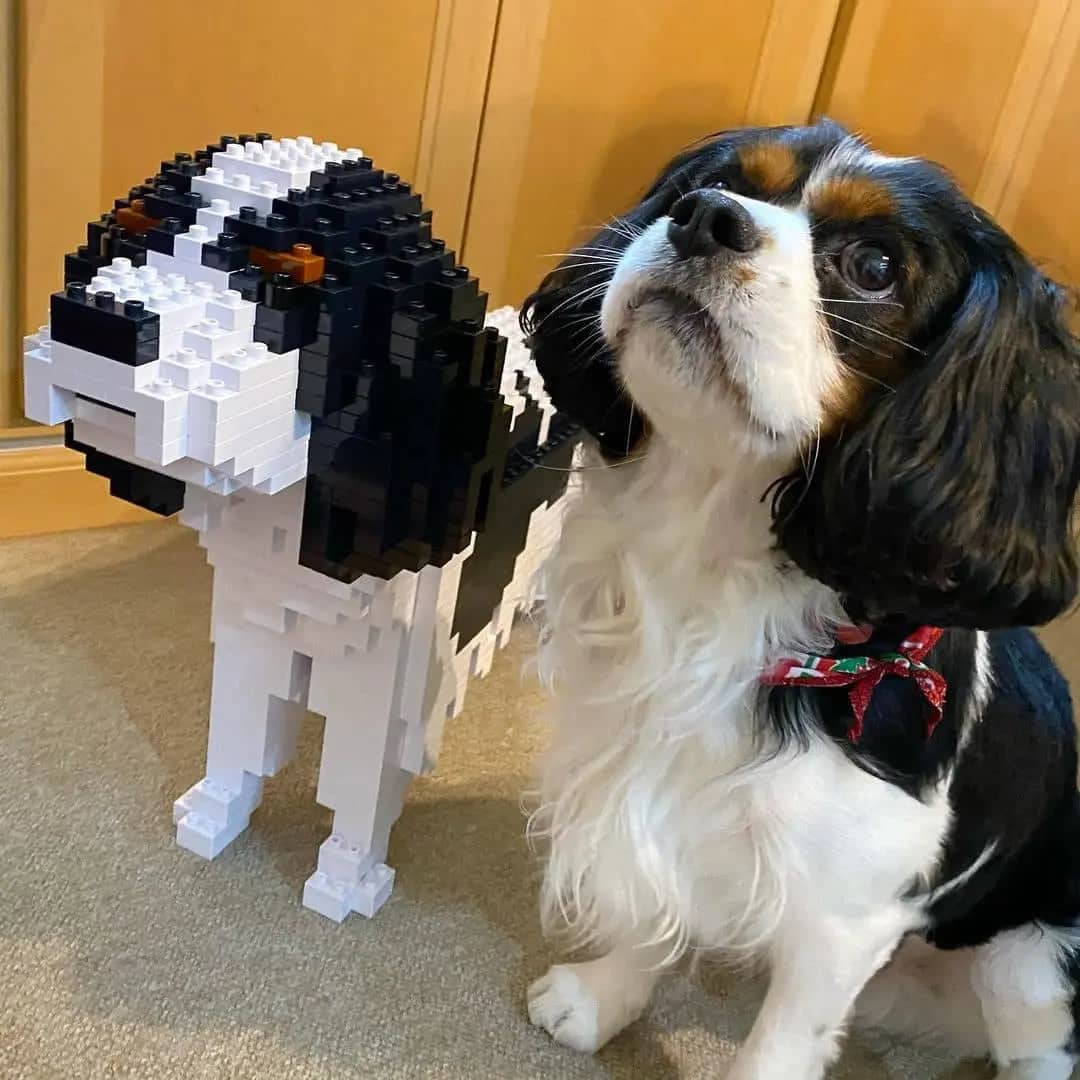 Cavalier King Charles Spaniel