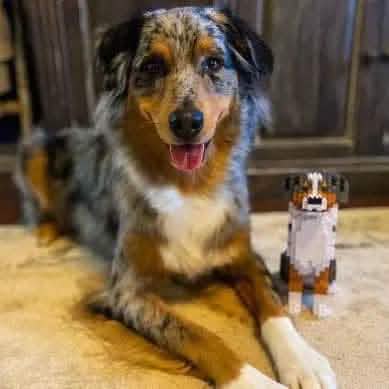 Australian Shepherd