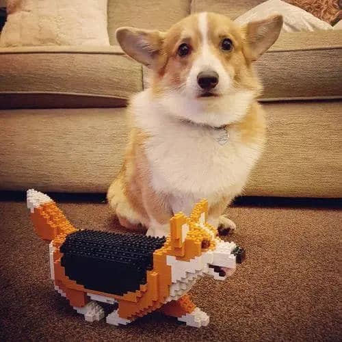 Welsh Corgi