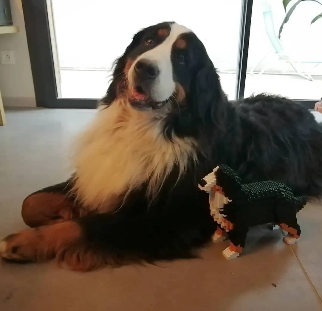 Bernese Mountain Dog
