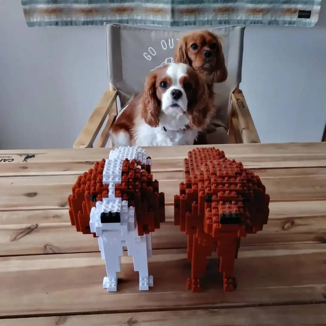 Cavalier King Charles Spaniel