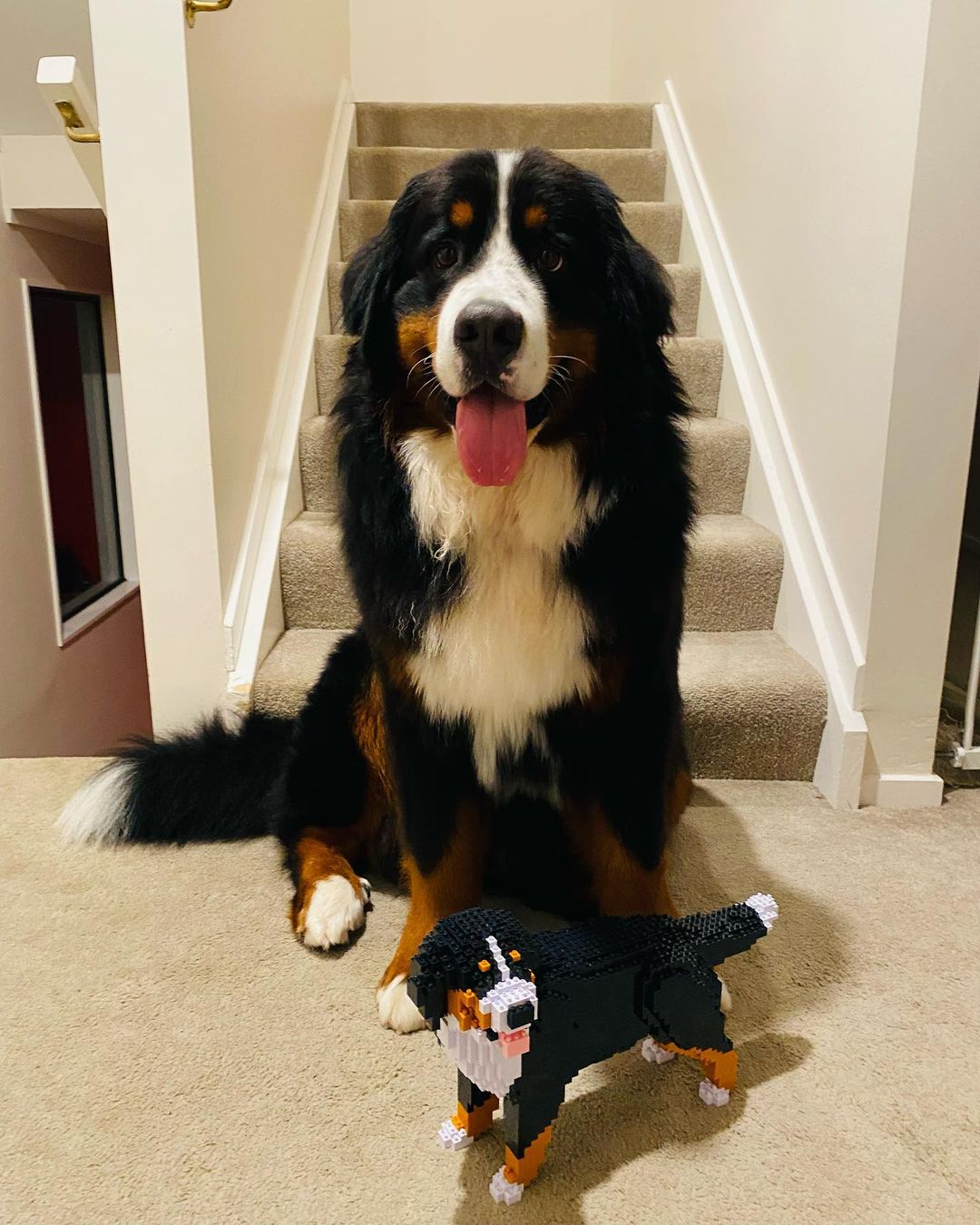 Bernese Mountain Dog