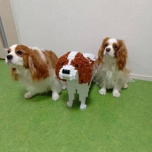 Cavalier King Charles Spaniel