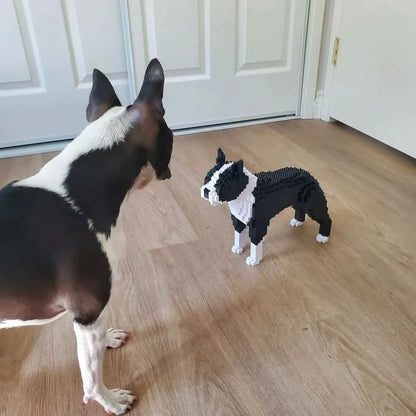 Boston Terrier