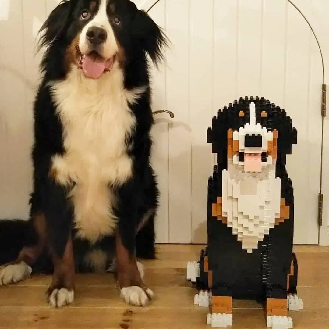 Bernese Mountain Dog