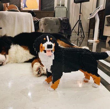 Bernese Mountain Dog