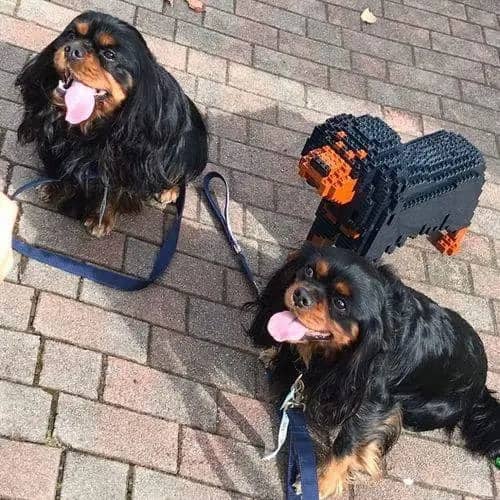 Cavalier King Charles Spaniel