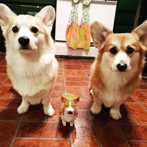 Welsh Corgi