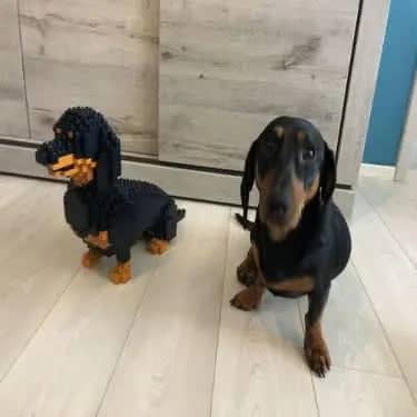 Dachshund
