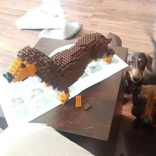 Dachshund