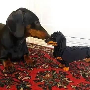 Dachshund