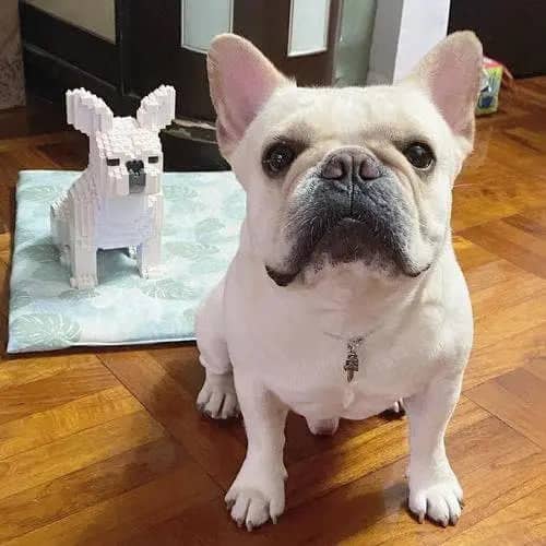 French Bulldog