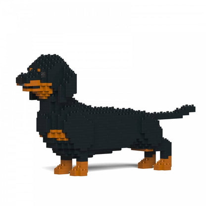 Dachshund