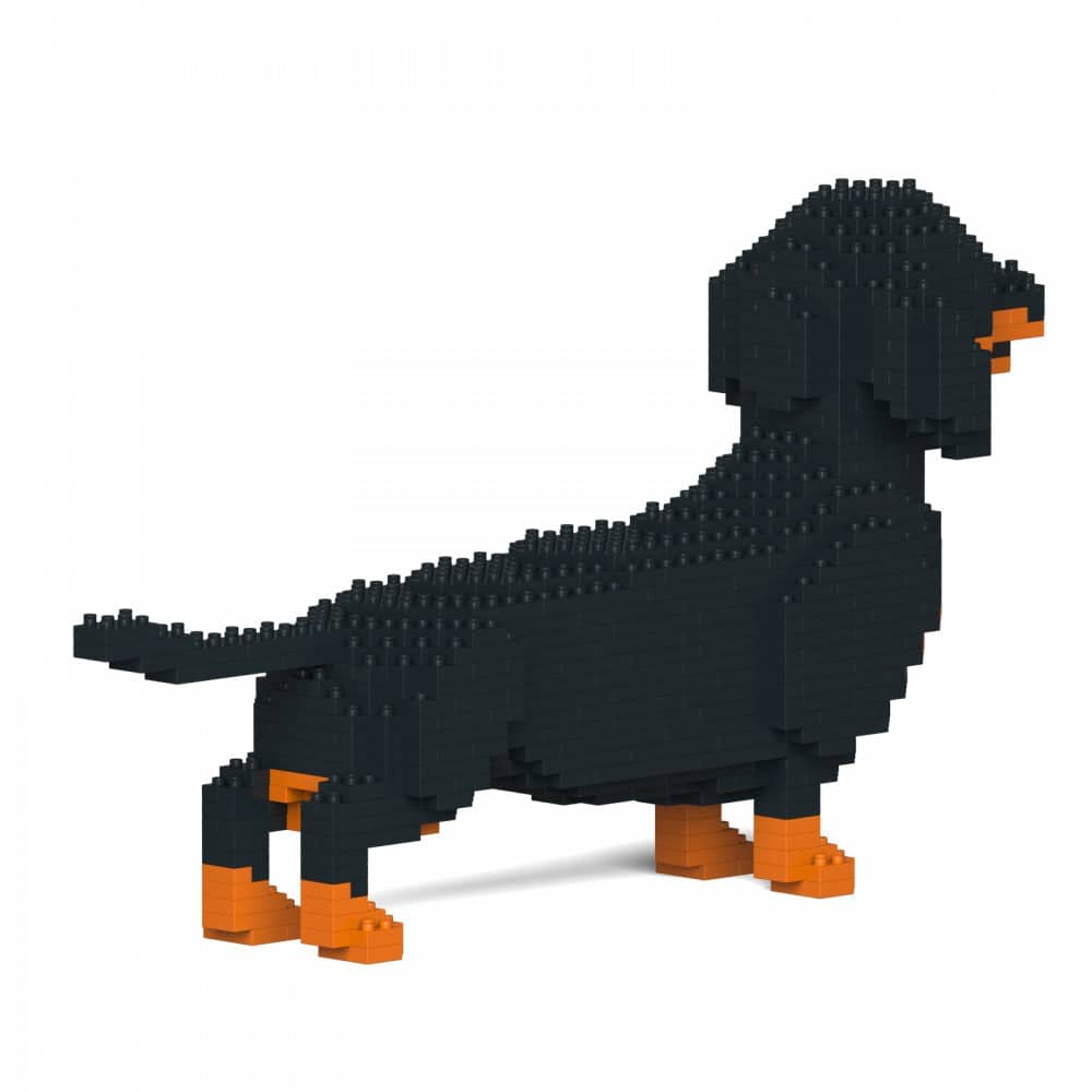 Dachshund