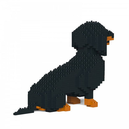 Dachshund