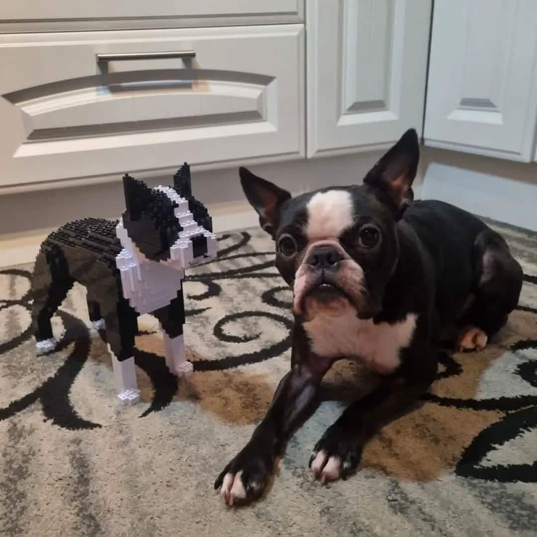 Boston Terrier