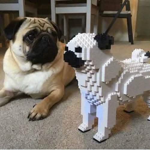 Pug