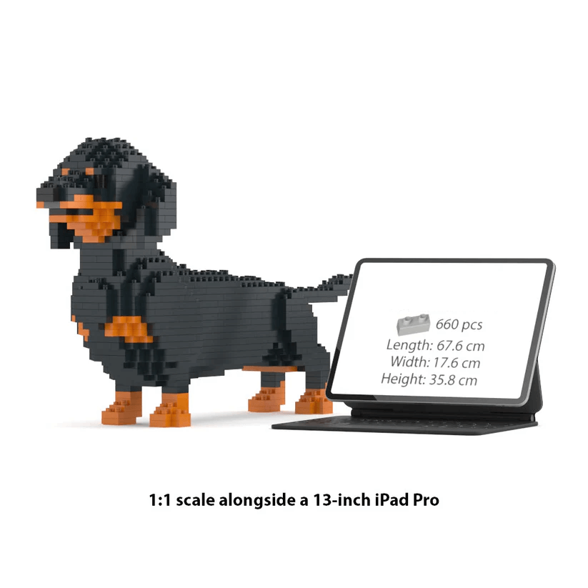 Dachshund