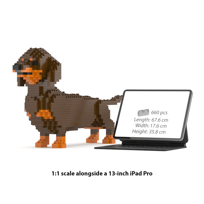 Dachshund