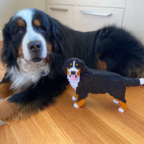 Bernese Mountain Dog