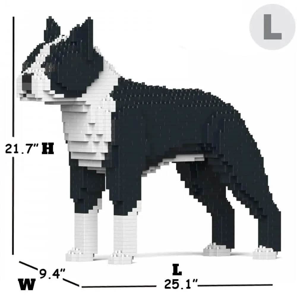 Boston Terrier