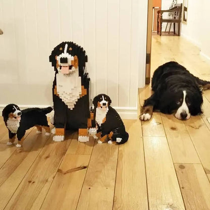 Bernese Mountain Dog