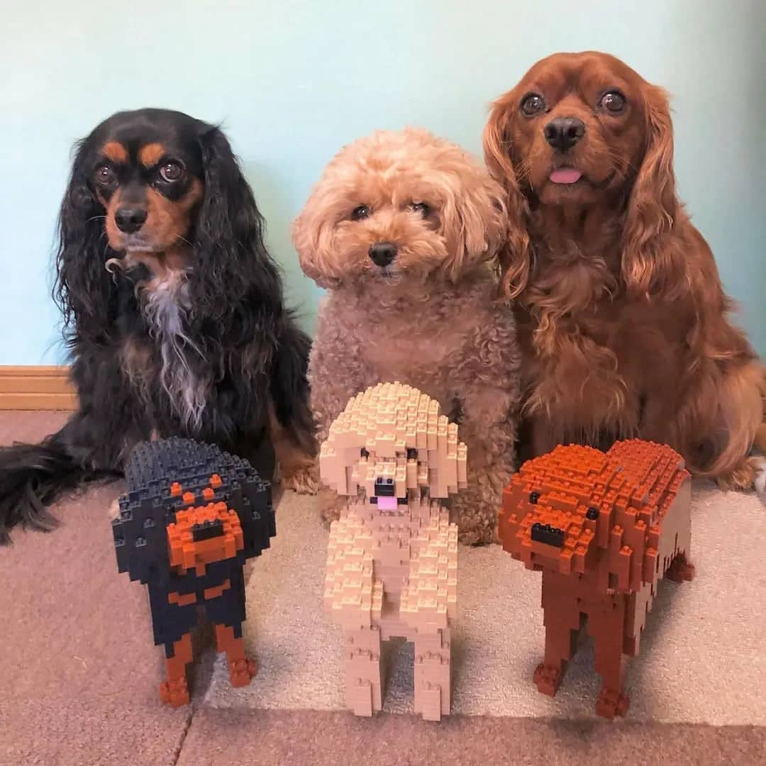 Cavalier King Charles Spaniel