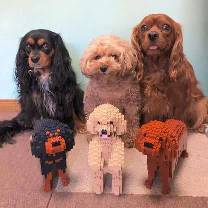 Cavalier King Charles Spaniel