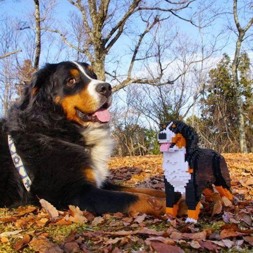 Bernese Mountain Dog