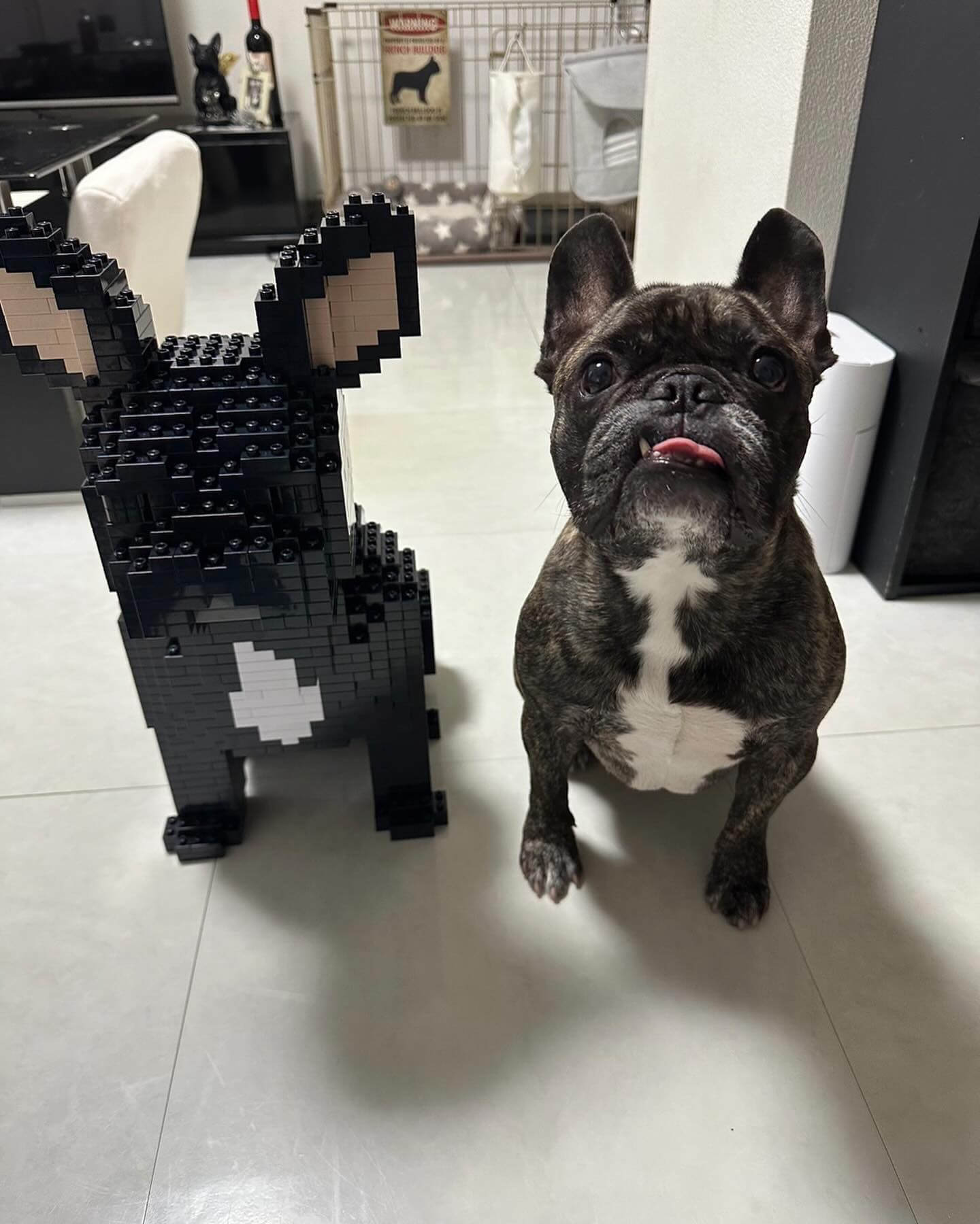 French Bulldog