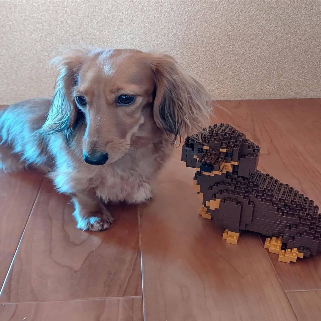 Dachshund