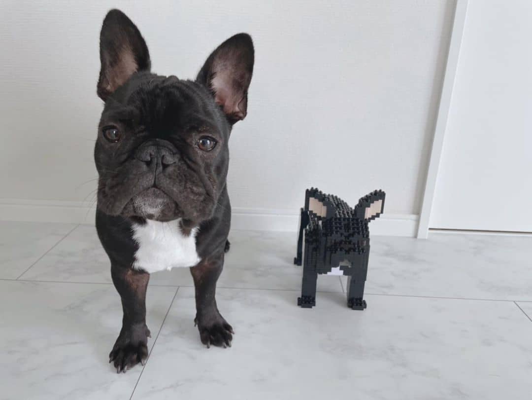French Bulldog
