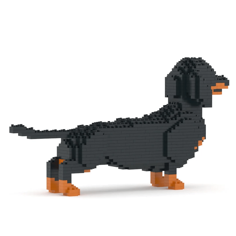 Dachshund