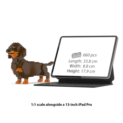 Dachshund