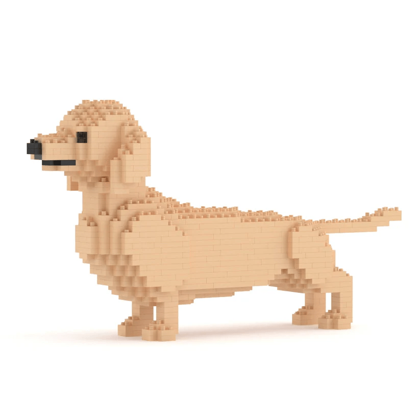 Dachshund
