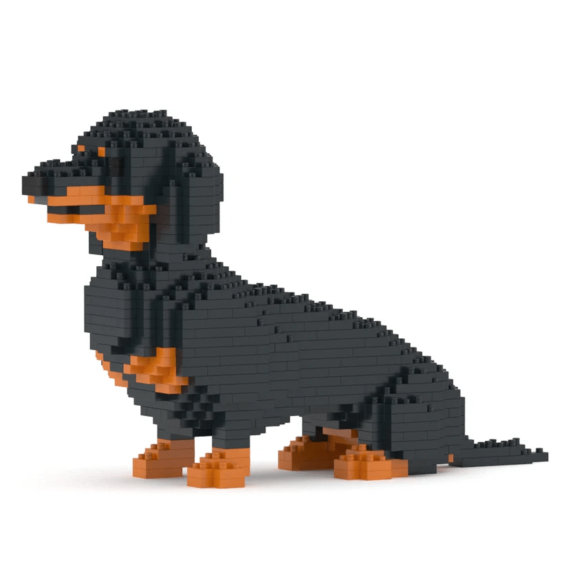 Dachshund