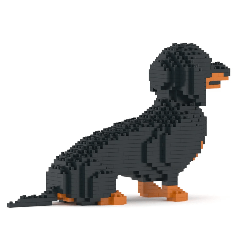 Dachshund