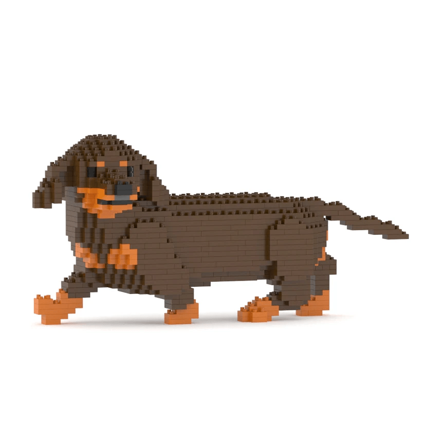 Dachshund