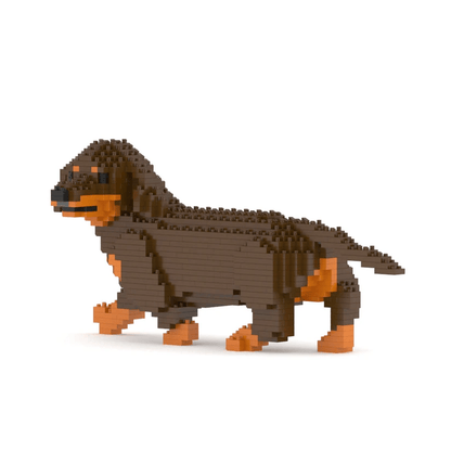 Dachshund